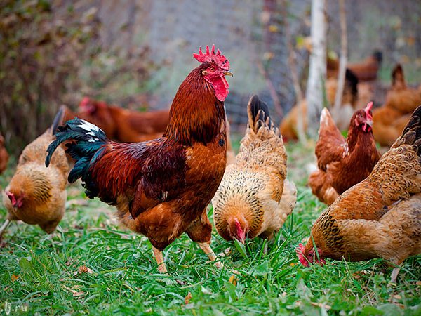 Породы куриц | ЗооТом - продажа, вязка и услуги для животных в Атюрьеве