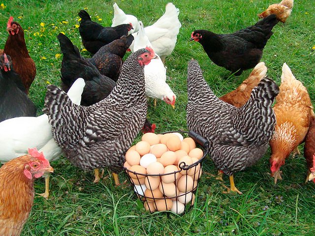 Содержание кур и уход за ними | ЗооТом - продажа, вязка и услуги для животных в Атюрьеве