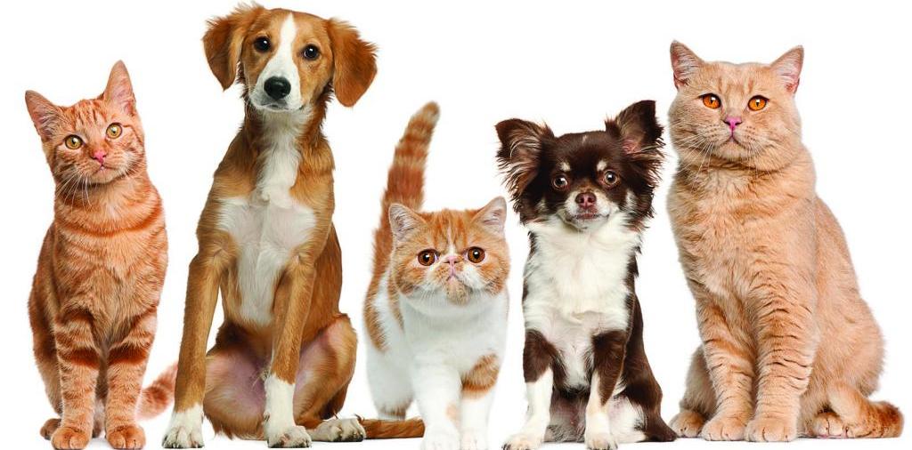 Доска объявлений о животных | ЗооТом - продажа, вязка и услуги для животных в Атюрьеве