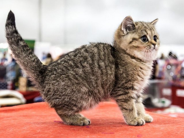 Породы кошек в Атюрьеве | ЗооТом портал о животных
