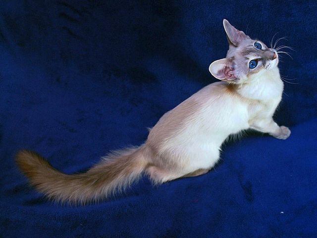 Выведенные породы кошек в Атюрьеве | ЗооТом портал о животных