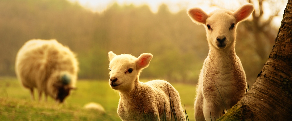 Объявления о сельскохозяйственных животных | ЗооТом - продажа, вязка и услуги для животных в Атюрьеве