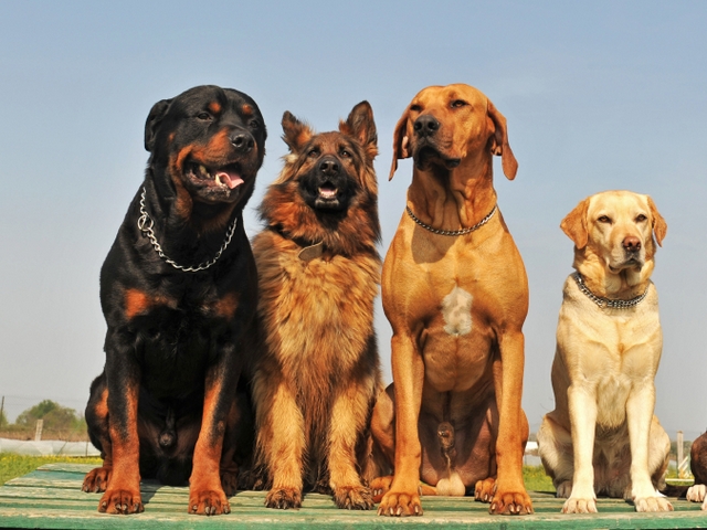Крупные породы собак в Атюрьеве | ЗооТом портал о животных