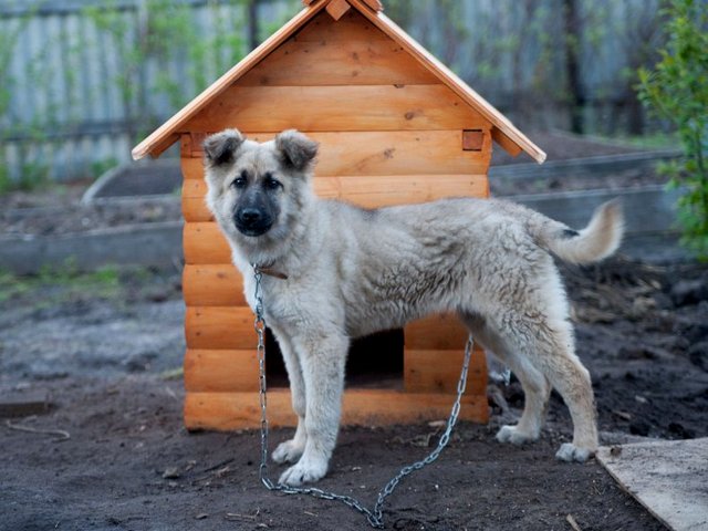 Все о собаках в Атюрьеве Все о собаках в Атюрьеве